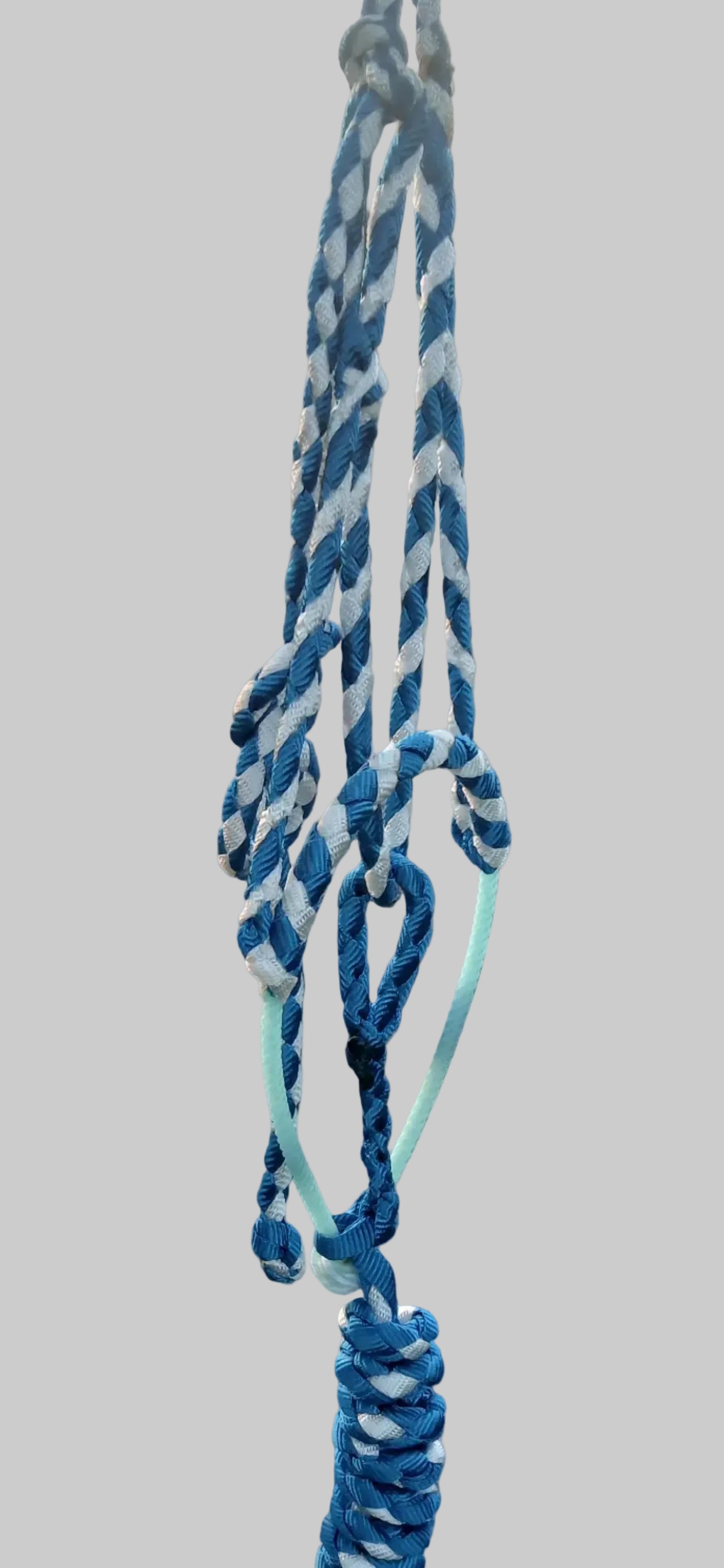 Royal blue and white larait mule tape halter